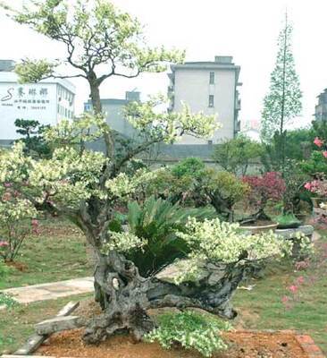 繼木之美 金華綠聯園林的匠心與品質